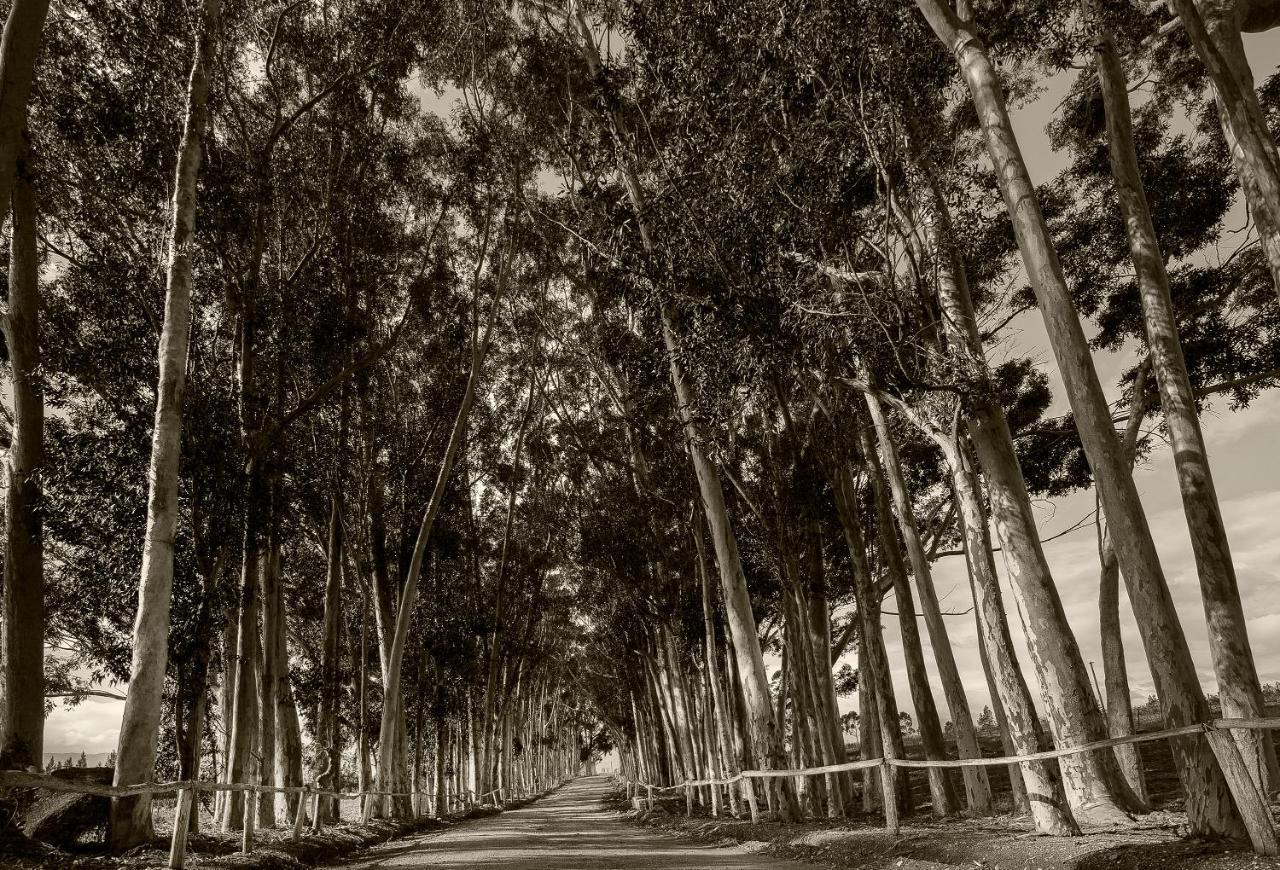 Montpellier De Tulbagh Otel Dış mekan fotoğraf